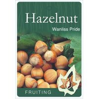 Hazelnut Wanliss Pride