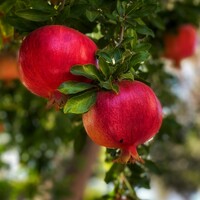 Pomegranate Mollar De Elche