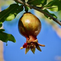 Pomegranate Wonderful