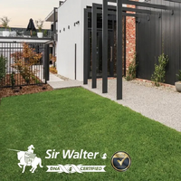Sir Walter Buffalo Instant Turf