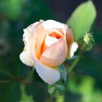 Apricot Nectar