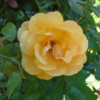 Golden Beauty