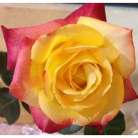 Garden Delight