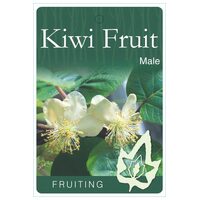 Kiwi Male