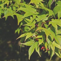 Acer Palmatum - Osakazuki