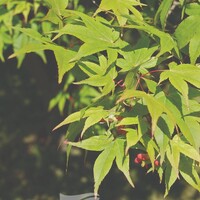 Acer Palmatum - Osakazuki