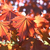 Acer Platanoides - Crimson Sentry