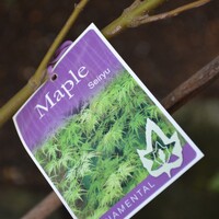 Acer Palmatum - Seriyu 1.2M