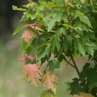 Acer Rubrum