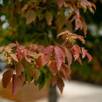 Acer Negundo - Sensation