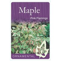 Acer Negundo - Pink Flamingo