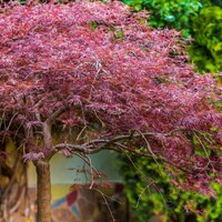 Acer Palmatum - Inaba Shidare 