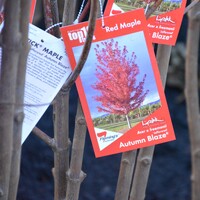 Acer X Freemanii 'Autumn Blaze'