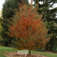 Acer Rubum - Fairview Flame