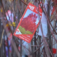 Acer Rubum - October Glory