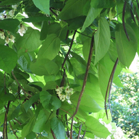 Catalpa Bignonioides 'Nana' - Indian Bean Tree 
