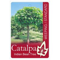 Catalpa Bignonioides 'Nana' - Indian Bean Tree 