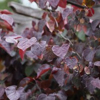 Cercis Canadensis - Forest Pansy
