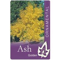 Fraxinus Excelsior 'Aurea' - Golden Ash