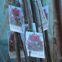 Fraxinus Angustifolia' Claret Ash