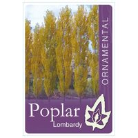 Populus Nigra 'Italica' - Lombardy Poplar