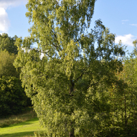 Betula Pendula - Silver Birch
