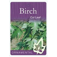 Betula Pendula Dalecarlica - Cut Leaf