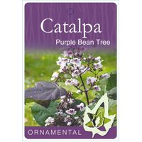 Catalpa Bignonioides - Purpurea