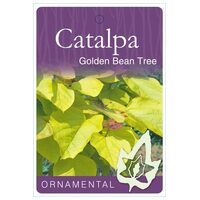 Catalpa Bignonioides 'Aurea' - Golden Bean Tree
