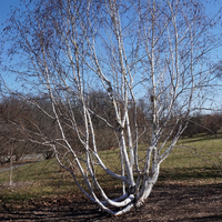 Betula Utilis - Himalayan Birch