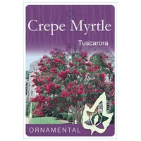 Lagerstroemia Indica - Crepe Myrtle Tuscarora