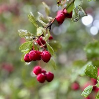 Crataegus Laevigata - Pauls Scarlet Hawthorn