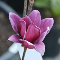 Magnolia - Black Tulip