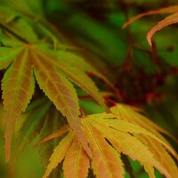 Acer Palmatum - Japanese Maple