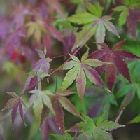 Acer Palmatum, 6Th Year 