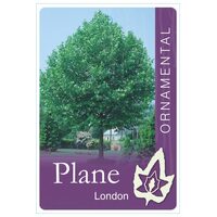 Platanus × Acerifolia - London Plane Tree