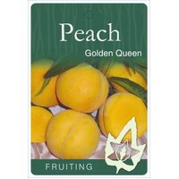 Peach Golden Queen