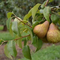 Pear Beurre Bosc
