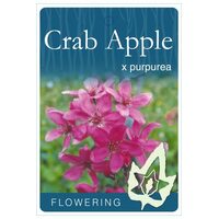 Malus Flowering Crab Apple Purpurea 