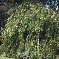Birch Weeping 1.8M