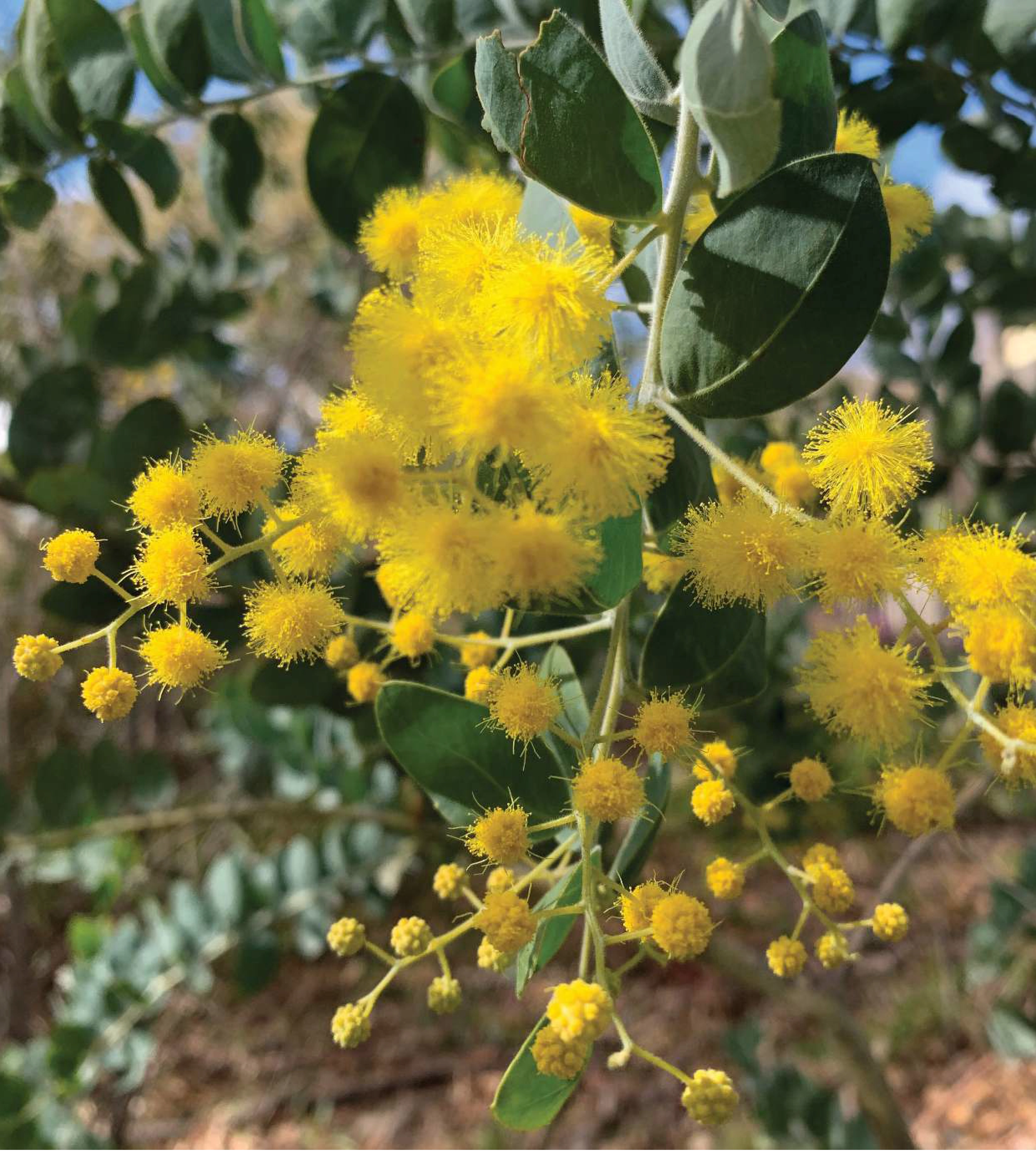 Wattle Day - Celebrate 1 September