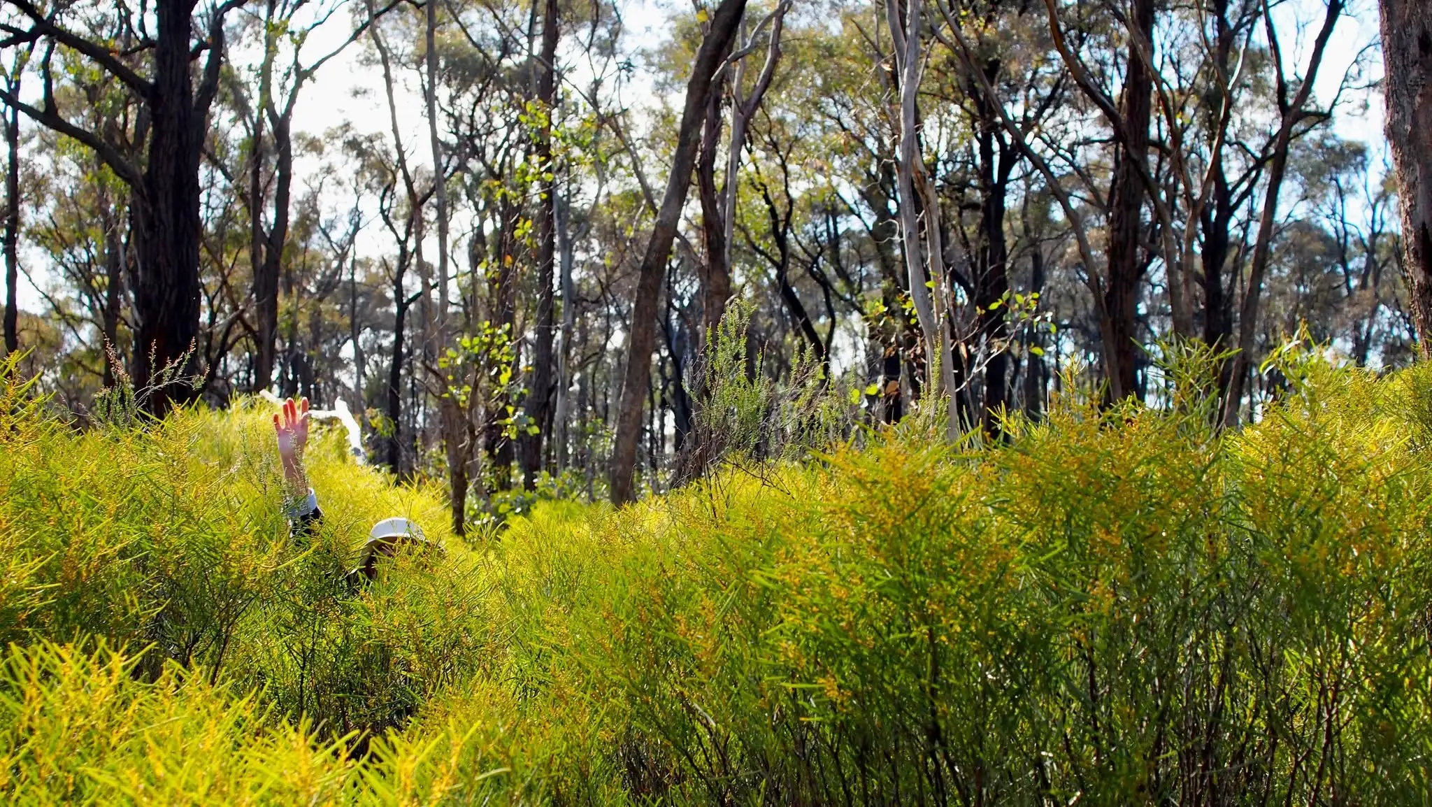 Biodiversity Month/Threatened Species Day